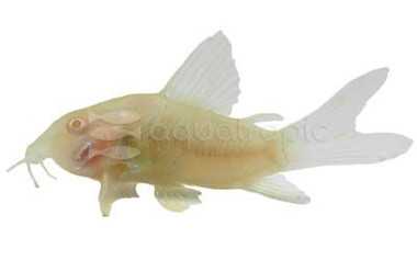 Albino Longfin :: 17003