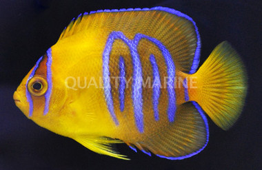 Clarion Angelfish