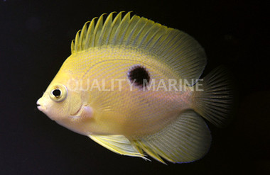 Narc Angelfish