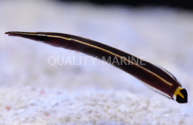 Yellow Striped Clingfish