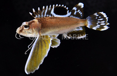 Ocellated Waspfish