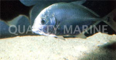 Giant Trevally