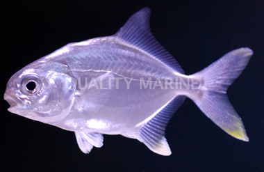 Pompano Fish