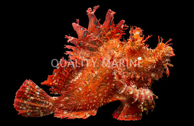 Purple/Red Frilly Scorpionfish
