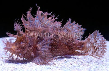 Purple/Red Frilly Scorpionfish