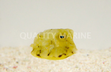 Boston Bean Cowfish :: 33015
