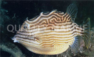 Shaw's Cowfish, Female