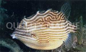 Shaw's Cowfish, Female