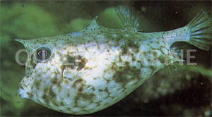 Diaphanous Cowfish