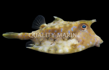 Thornback Cowfish