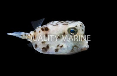 Shortnose Boxfish