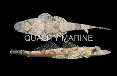 Crocodilefish