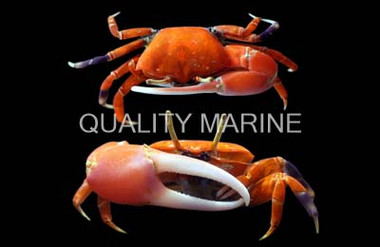 Red Fiddler Crab :: 52511