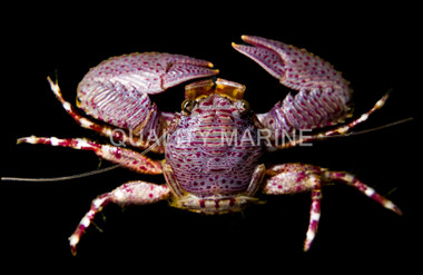 Porcelain Crab :: 52523