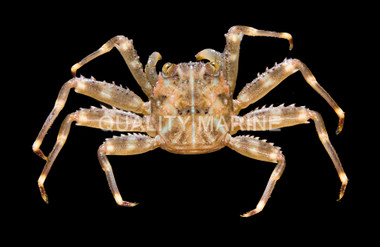 Sally Lightfoot Crab :: 52526
