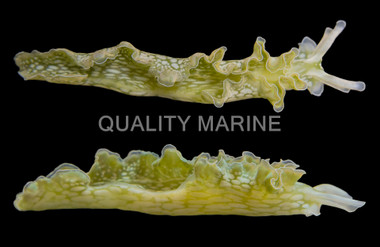 Lettuce Nudibranch :: 55014