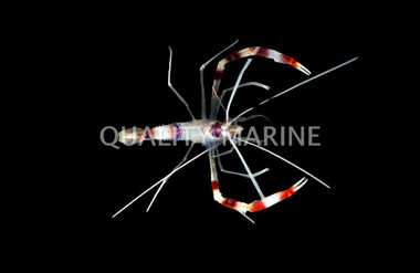 Coral Banded Shrimp :: 57502