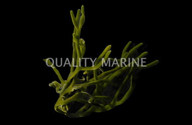 Green Finger Algae :: 60003