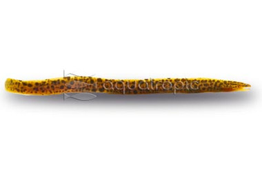 Tiger Moray :: 48411
