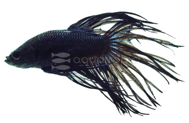 Black Orchid Crowntail Betta, Male w/cup :: 10620