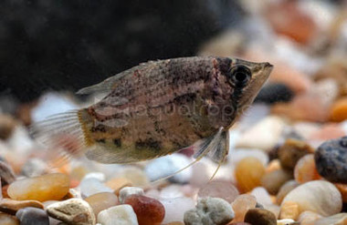 Crossband Chocolate Gourami :: 41223