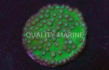 Cup Large Polyp Green :: 91980