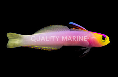 Helfrichi Firefish :: 18742