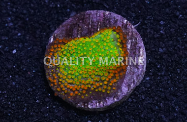 Encrusting, Rainbow :: 37199