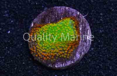 Encrusting, Rainbow :: 37199