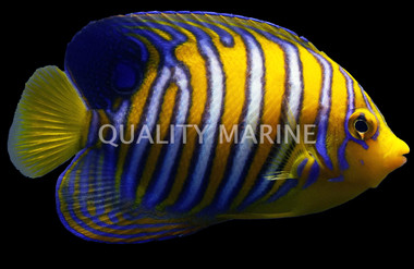 Regal Angelfish, Misbar Orange :: 10206