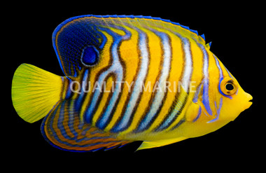 Regal Angelfish, Misbar Orange :: 10206