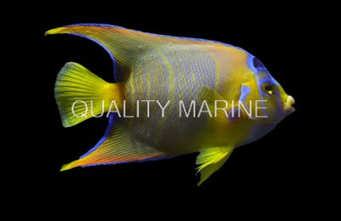 Queen Angelfish, Brazil :: 10208
