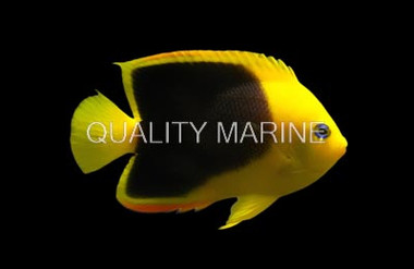 Rock Beauty Angelfish, Brazil :: 10210