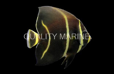 Gray Angelfish, Brazil Sub-Adult :: 10214
