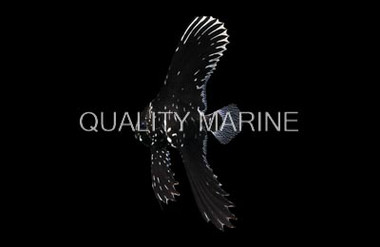 Pinnatus X Batavianus Batfish, Hybird :: 12009