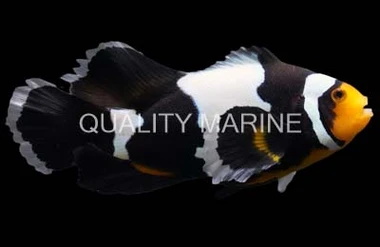 Longfin Snow Onyx Ocellaris Clownfish :: 14178