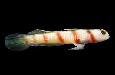 Steinitz Shrimp Goby