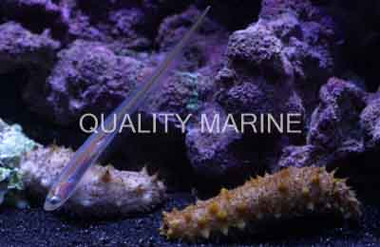 Pearlfish