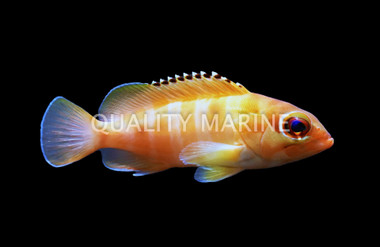Blacktip Grouper