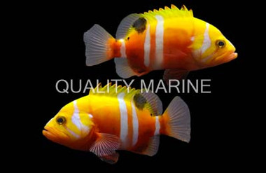 Neptune Grouper :: 19054