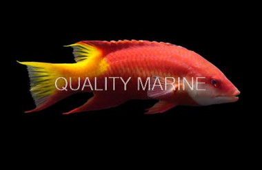 Brazil Cuban Hogfish :: 21529