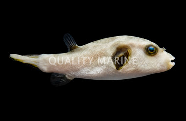 Immaculatus Pufferfish