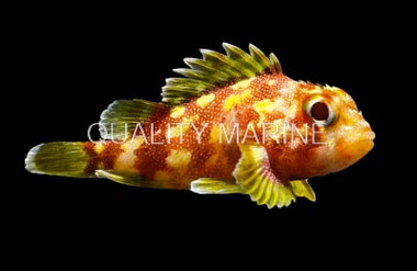 Yellow Spotted Scorpionfish :: 28017