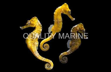Reidi Seahorse :: 28541