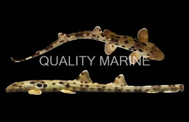 Papaun Epaulette Shark