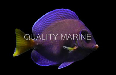 Atlantic Blue Tang, Brazil :: 31625