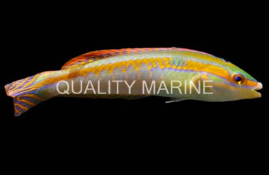 Shoulder-Spot Wrasse :: 51878