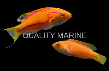 Squire's Fairy Wrasse, Pair (1 Male, 1 Female) :: 58128