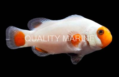 Tangerine Wyoming White Ocellaris Clownfish :: 62100