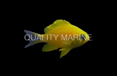 White-Caudal Chromis  :: 76324